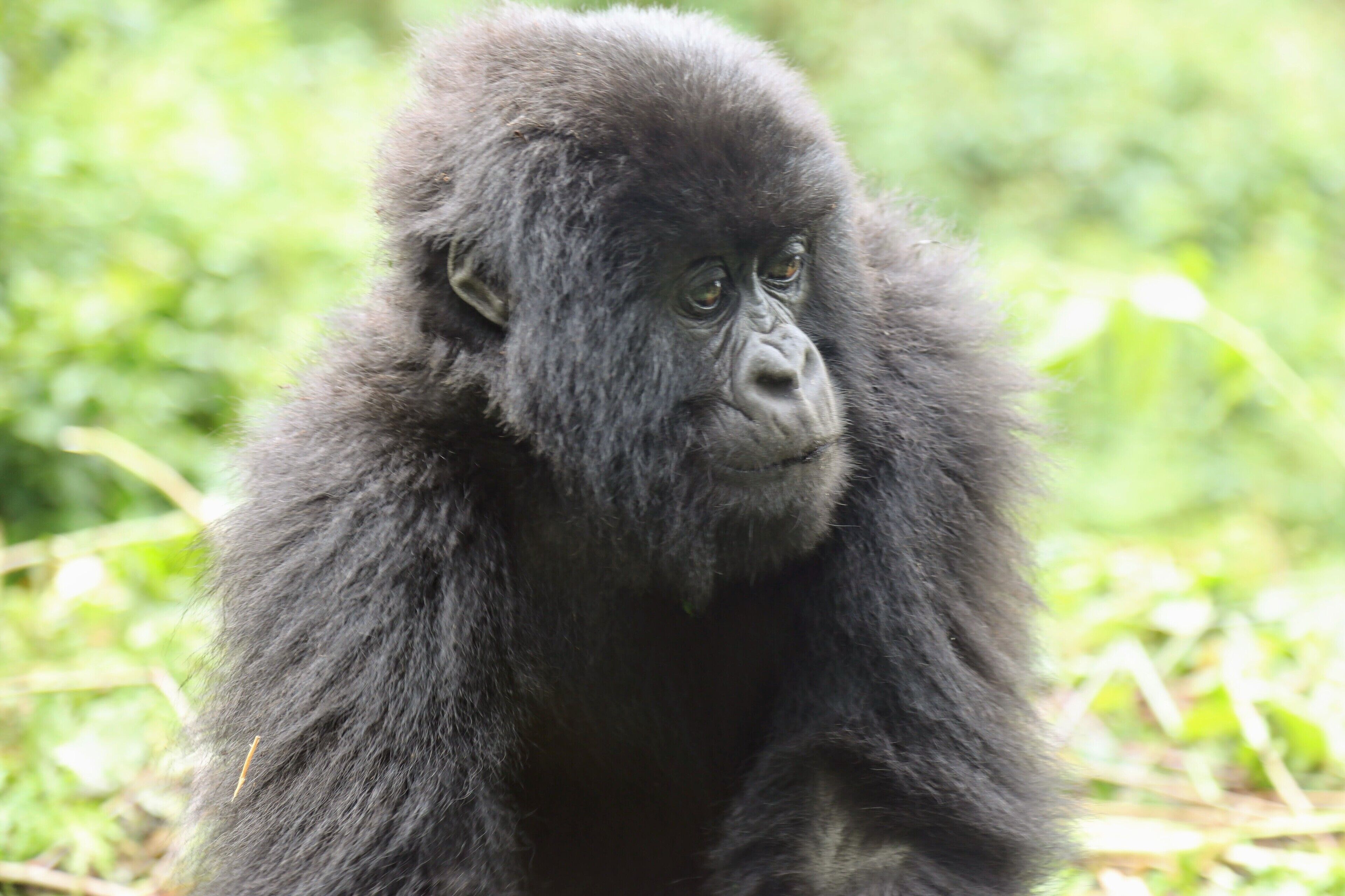 Prepare for an overdose of cute. This very young mountain gorilla came right up to me when I was watching his family in Rwanda. My guide Francious made a grunting noise and it backed up but I could of reached out and touched him. Seeing the mountain gorillas is such a primal amazing experience. If you want t chat about it let me know and I blog at www.circlingthebucketlist.com .
.
