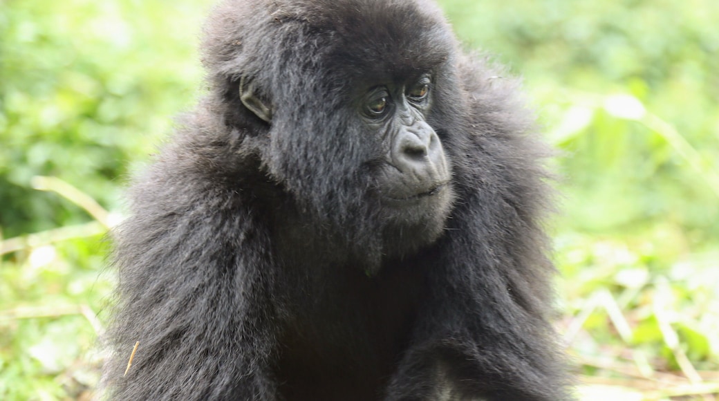 Prepare for an overdose of cute. This very young mountain gorilla came right up to me when I was watching his family in Rwanda. My guide Francious made a grunting noise and it backed up but I could of reached out and touched him. Seeing the mountain gorillas is such a primal amazing experience. If you want t chat about it let me know and I blog at www.circlingthebucketlist.com .
.