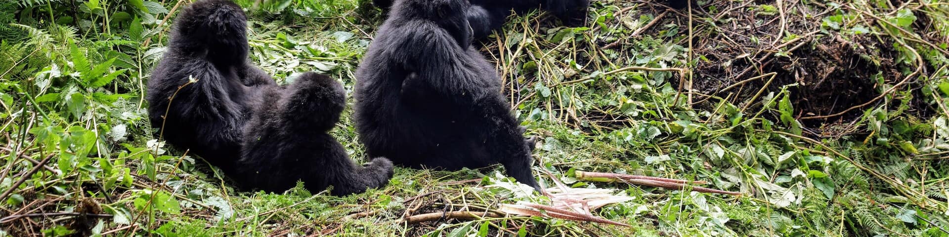 Gorillas resting in a lush, green forest.