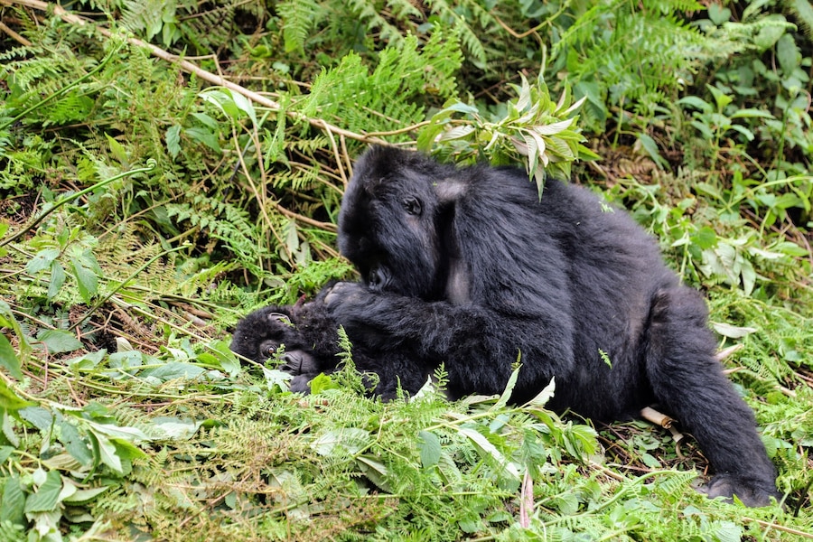 Un ours noir se repose au milieu d’un feuillage vert et dense.