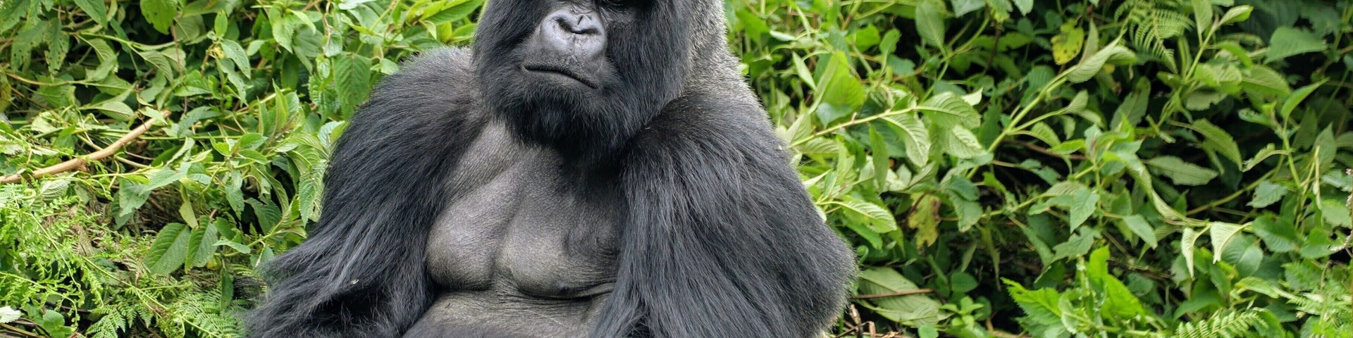 Yep its Monday, This is a big silverback mountain gorilla I was lucky enough to see last year in Rwanda. Seeing these incredible animals so close is an experience I dont think l will ever be able to put into words. I stayed at the beautiful Virunga lodge while I was there. ..