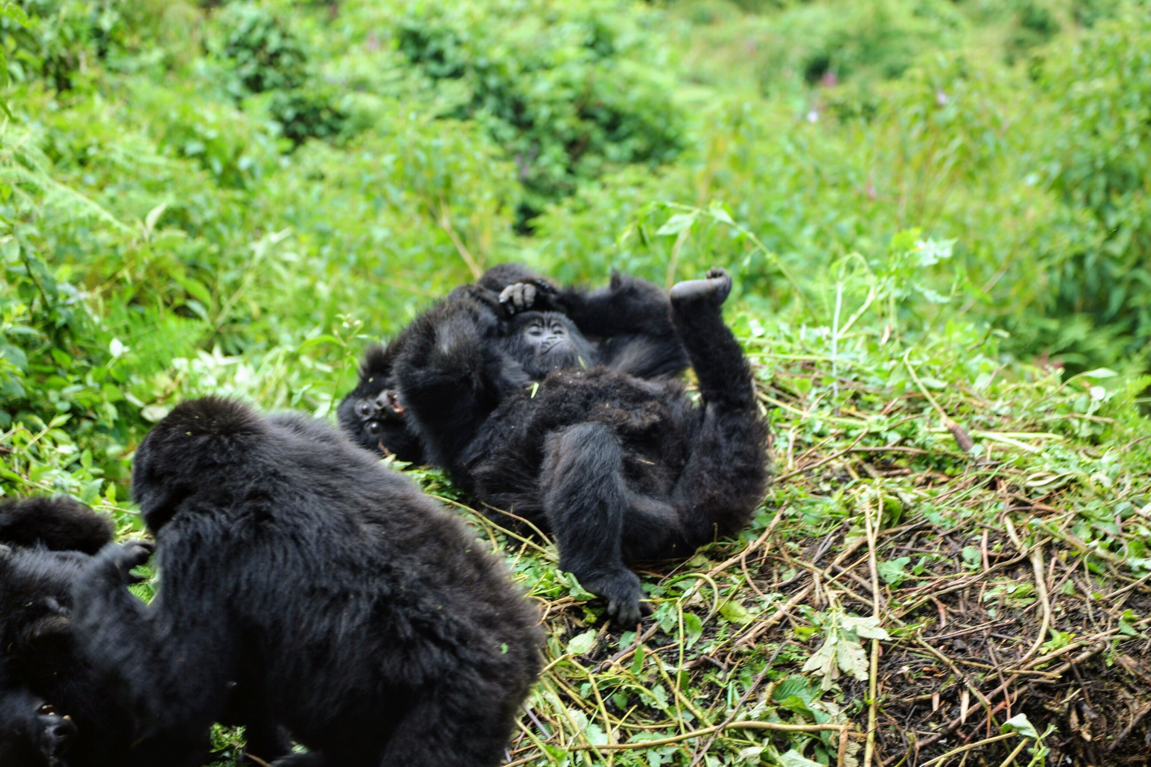 Gorillas in a lush green forest.