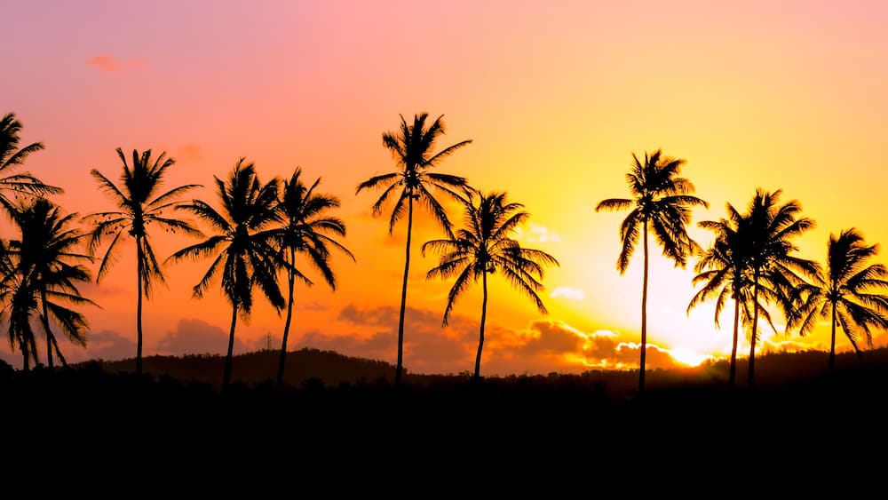 A sunset with silhouettes of palm trees against a colorful sky.