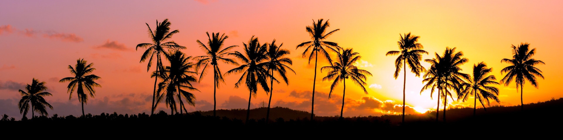 Lignée de cocotiers au coucher de soleil - Ile de la Réunion