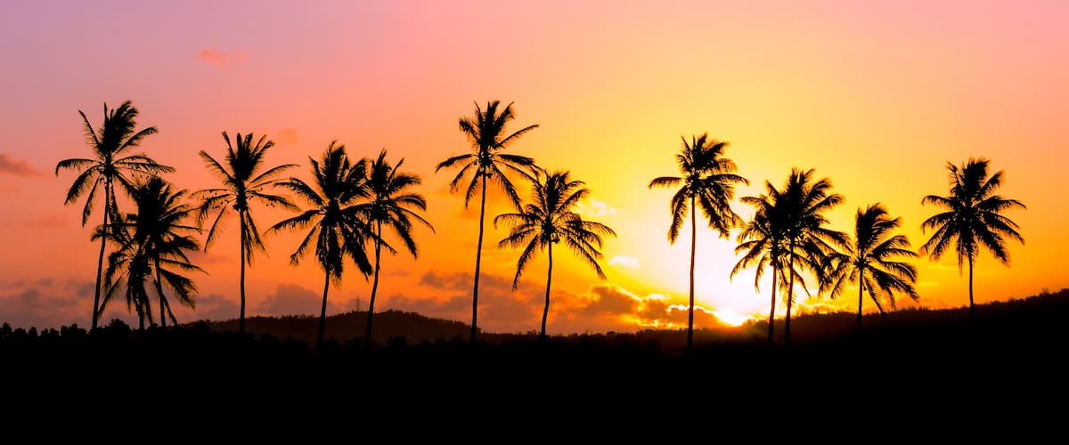 A sunset with silhouettes of palm trees against a colorful sky.