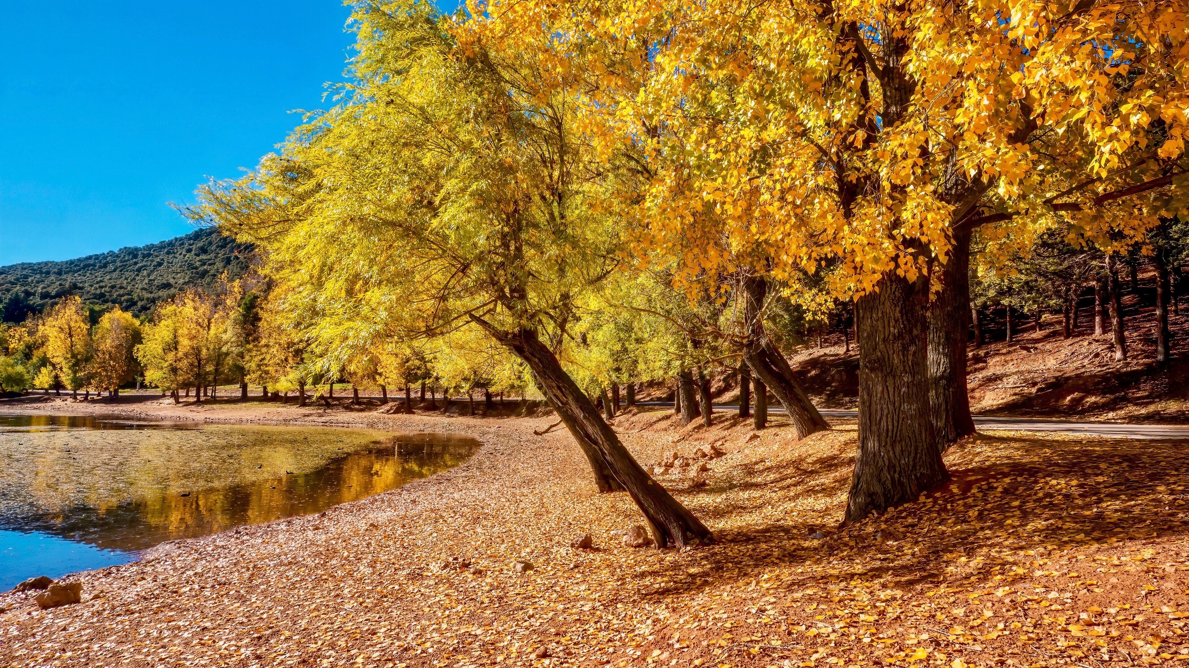 October in Morocco, with autumn foliage on poplar trees next to a lake in Ifrane National Park, located in the Middle Atlas Mountains, Morocco.