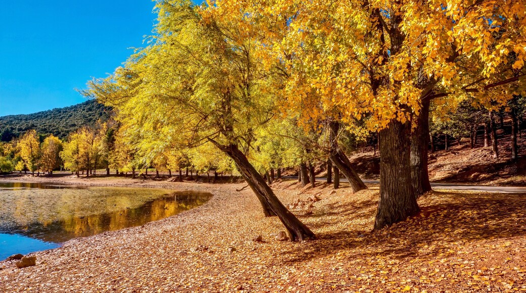 October in Morocco, with autumn foliage on poplar trees next to a lake in Ifrane National Park, located in the Middle Atlas Mountains, Morocco.