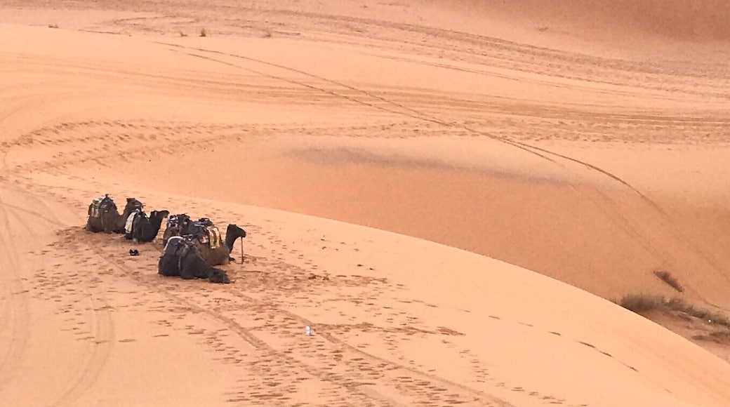 Camel parking at Sahara, Morocco.