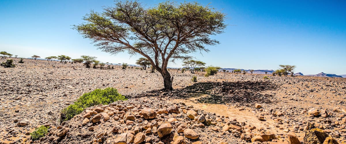 A rocky desert landscape with sparse trees and a clear blue sky.