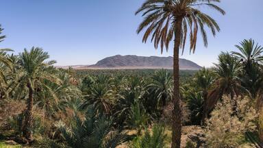 Panoramic view over oasis of date palms, Figuig, Morocco