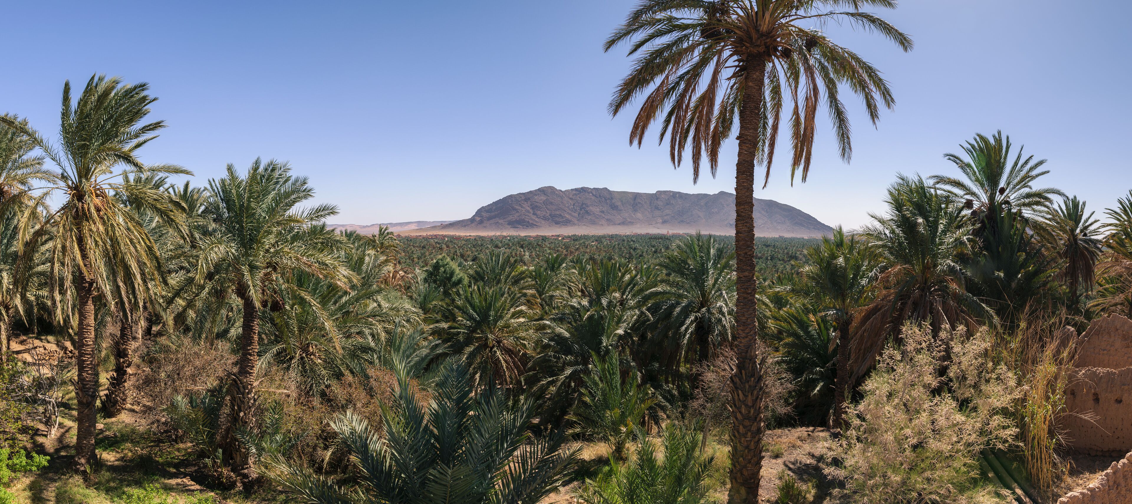 A palm tree in the foreground, a desert landscape with sparse vegetation, and a mountain in the background.