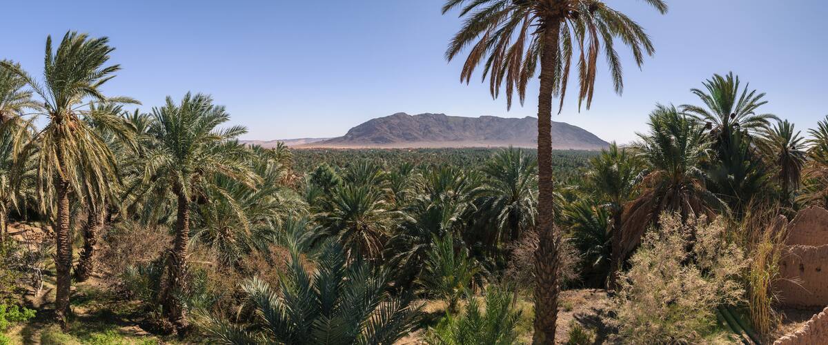 A palm tree in the foreground, a desert landscape with sparse vegetation, and a mountain in the background.