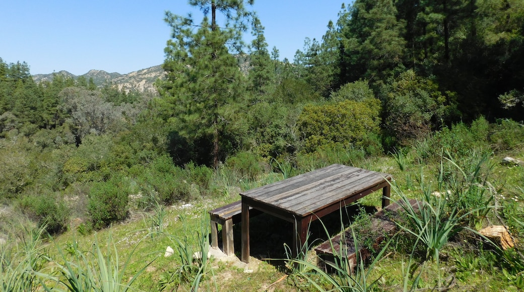 Izarn Forest Park - Province of Ouazzane - Morocco
