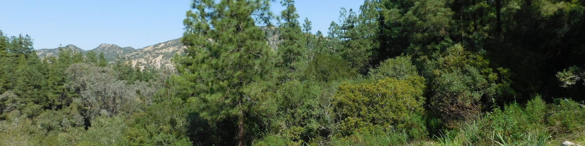 Izarn Forest Park - Province of Ouazzane - Morocco