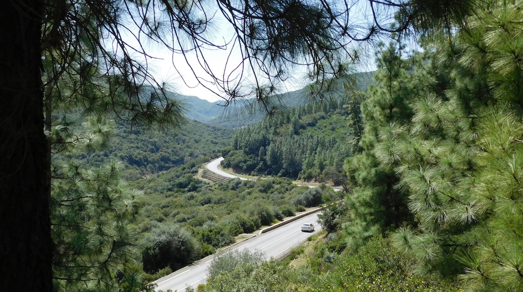 Izarn Forest Park - Province of Ouazzane - Morocco