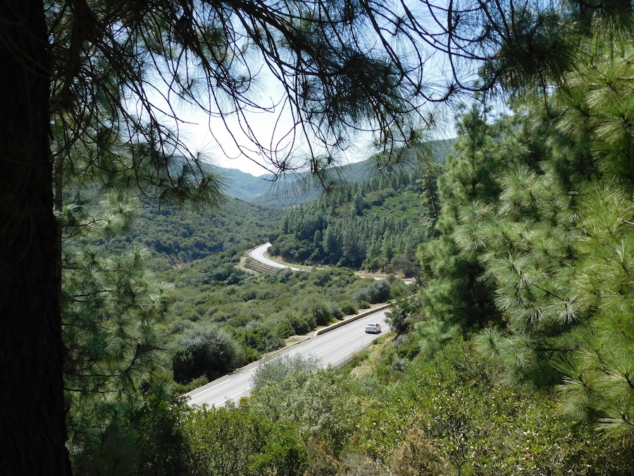 Izarn Forest Park - Province of Ouazzane - Morocco