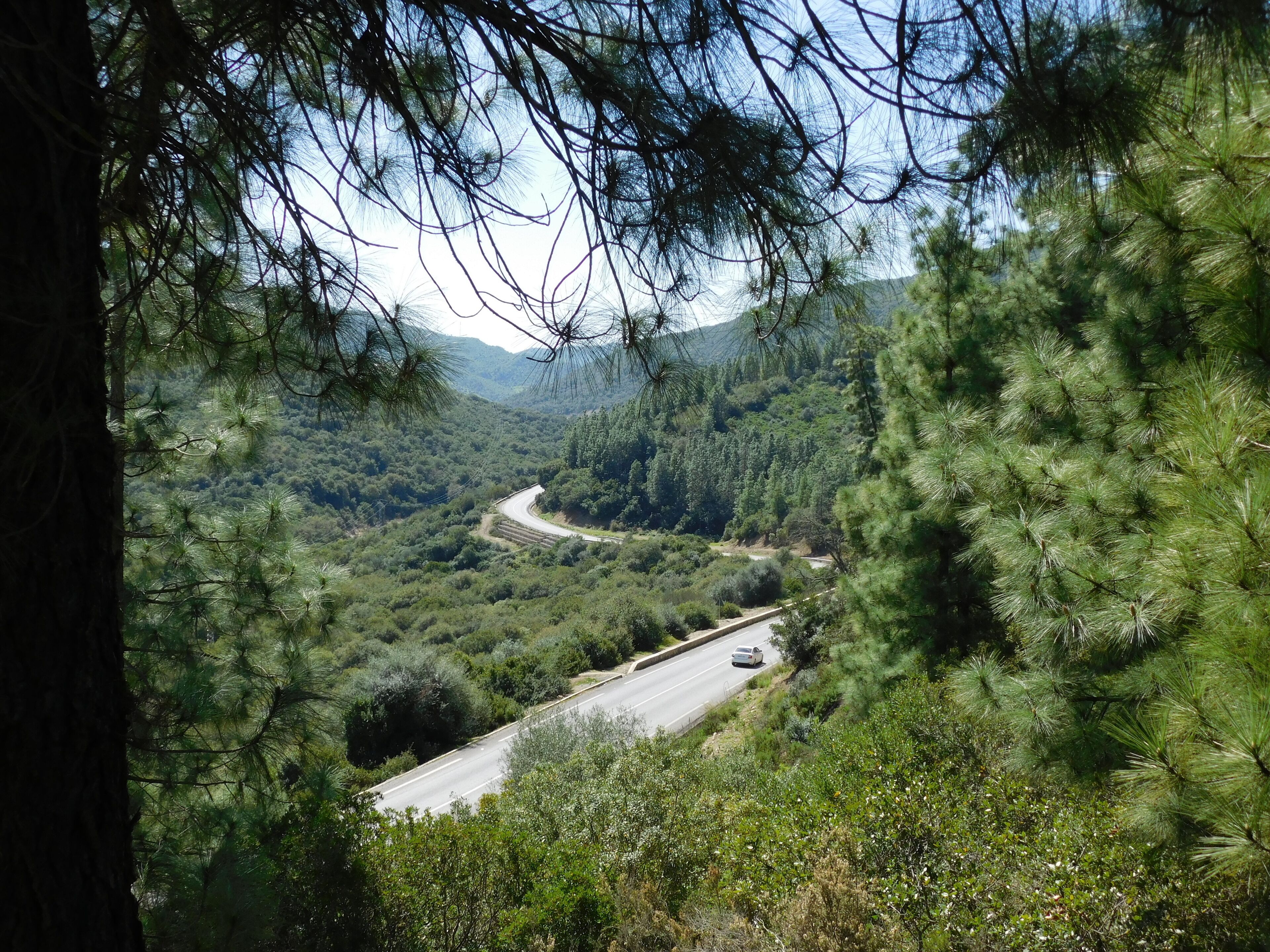 A winding road through a dense forest with mountains in the background.
