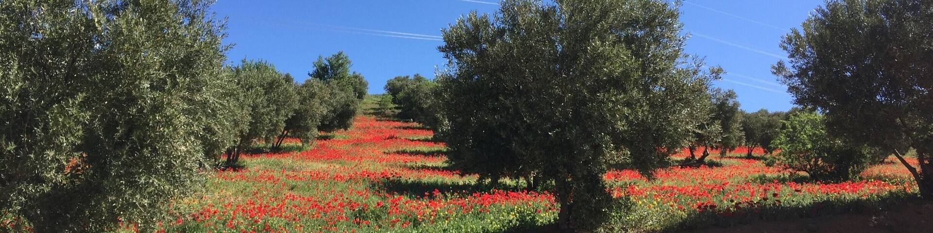 Dans le parc national de Tazekka près de la
Ville de Taza