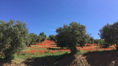Dans le parc national de Tazekka près de la
Ville de Taza
