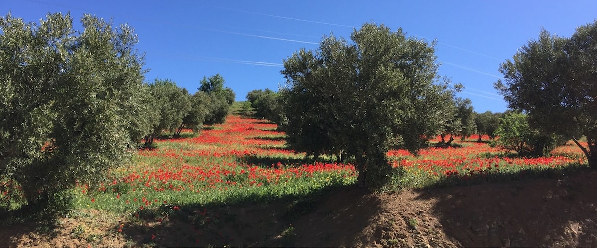 A field of red flowers with trees in the background under a clear blue sky.