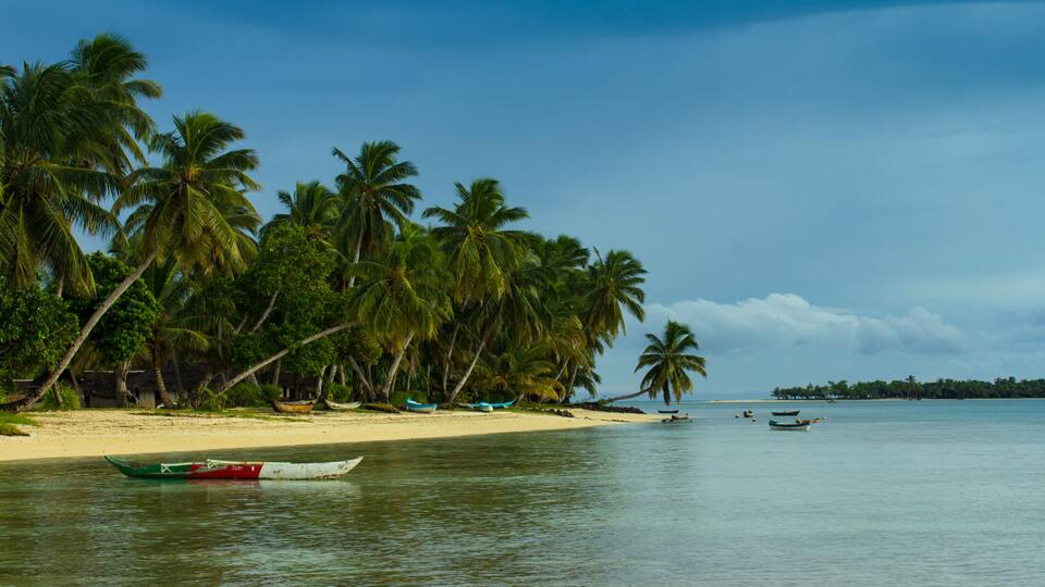 A beach with palm trees and boats.