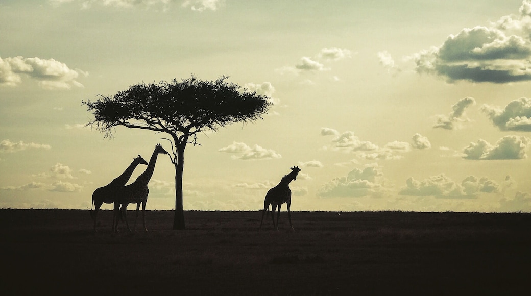 Our day in the Maasai Mara was incredible. We saw all of the Big 5 (elephant, rhino, lion, leopard, and buffalo) today which is not common. And although giraffes aren't in the Big 5, this was one of my favorite moments from the day. Loving our time in Kenya. #lens4change