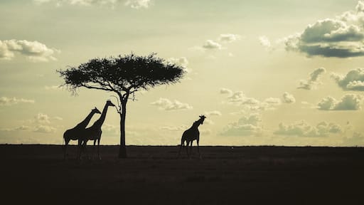 Our day in the Maasai Mara was incredible. We saw all of the Big 5 (elephant, rhino, lion, leopard, and buffalo) today which is not common. And although giraffes aren't in the Big 5, this was one of my favorite moments from the day. Loving our time in Kenya. #lens4change