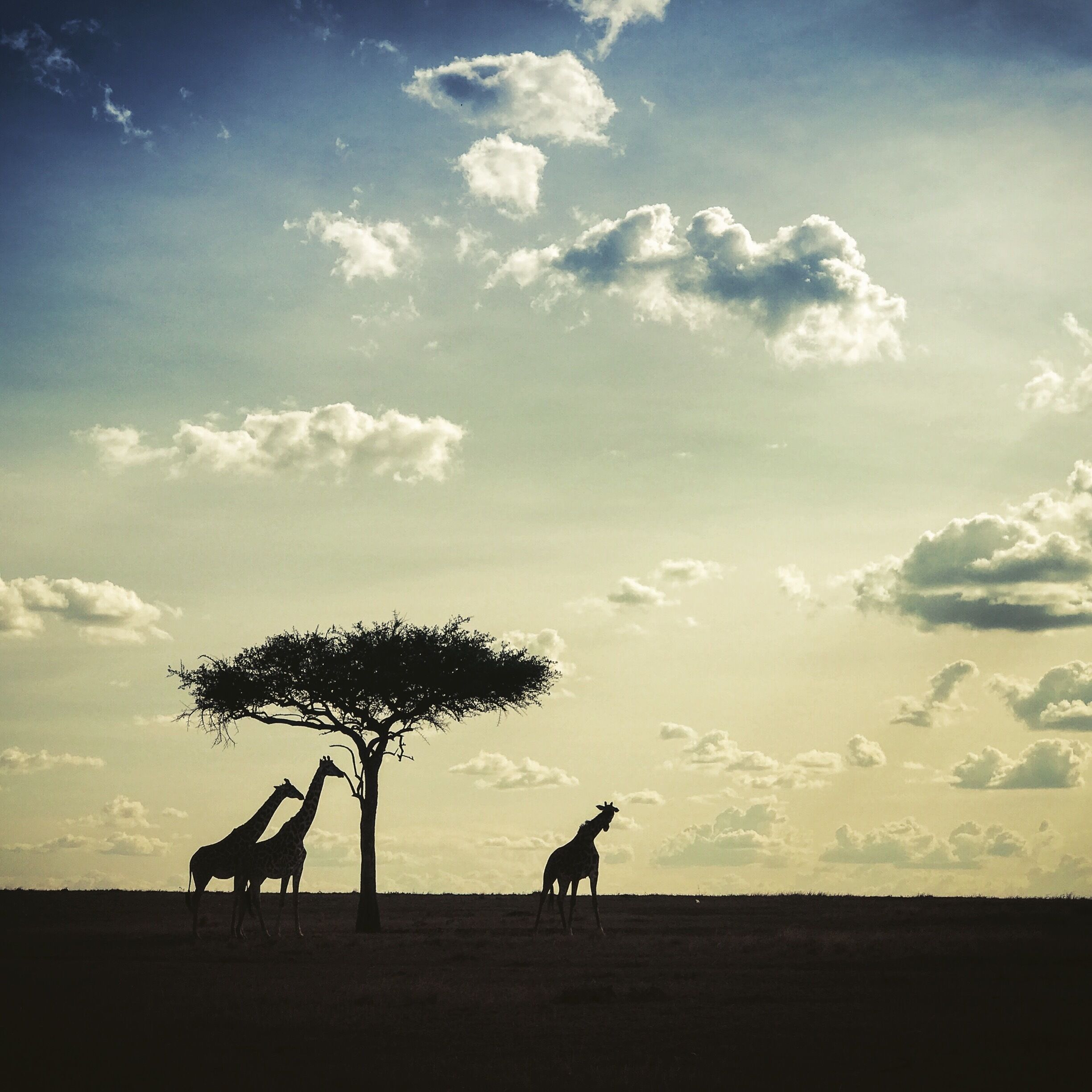 A savannah landscape with giraffes under a tree and a clear sky.