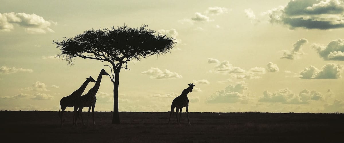 A savannah landscape with giraffes under a tree and a clear sky.