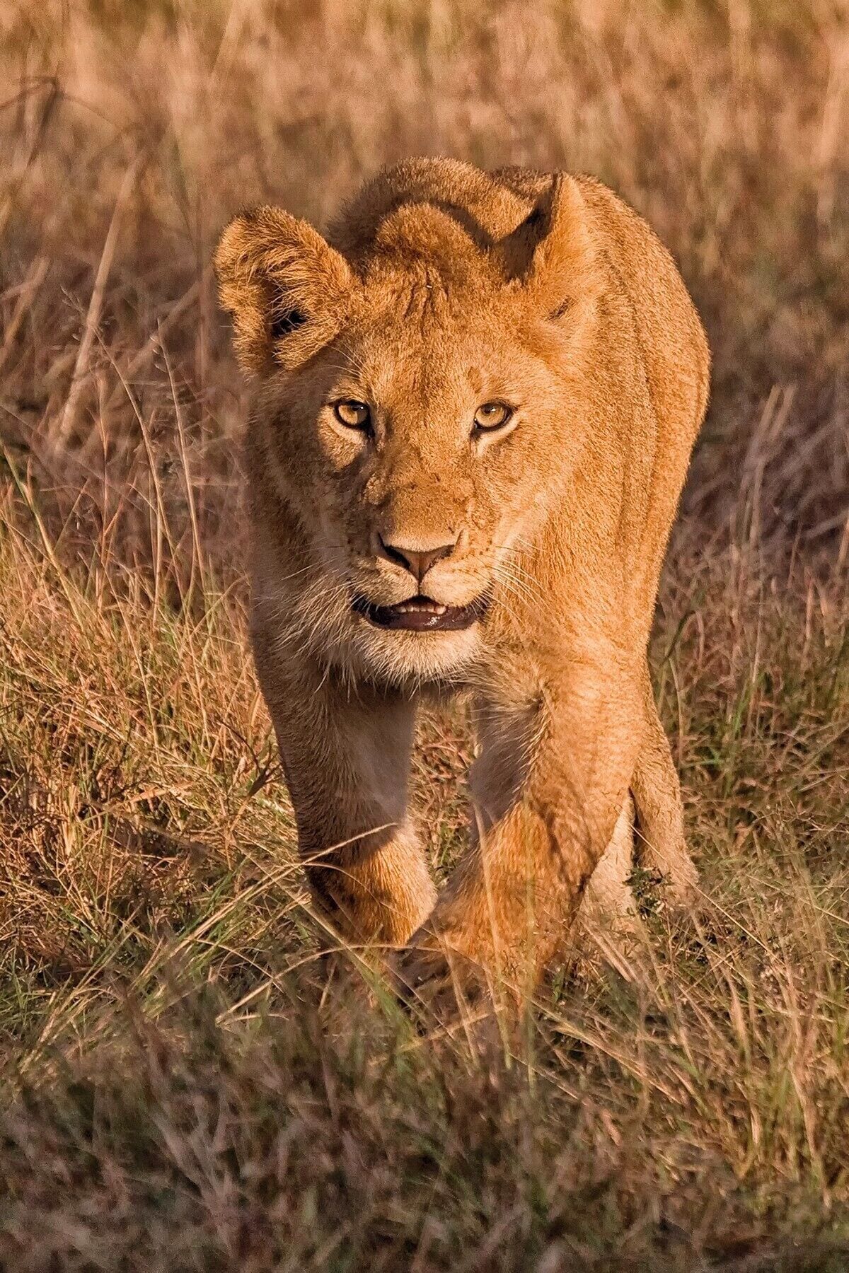 Taken back in 2007 on a trip to the Masai Mara #bvstrove