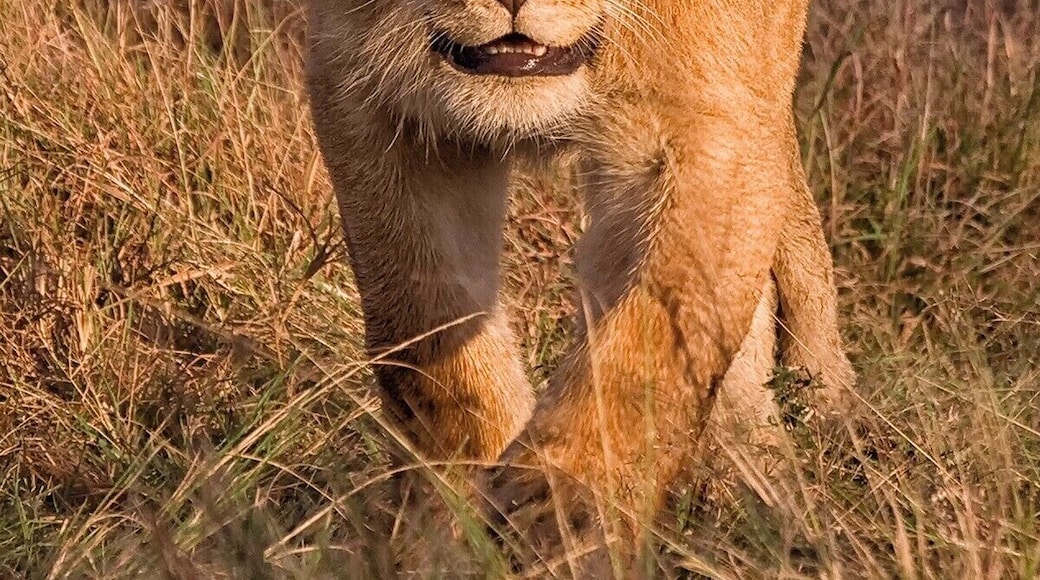 Taken back in 2007 on a trip to the Masai Mara #bvstrove