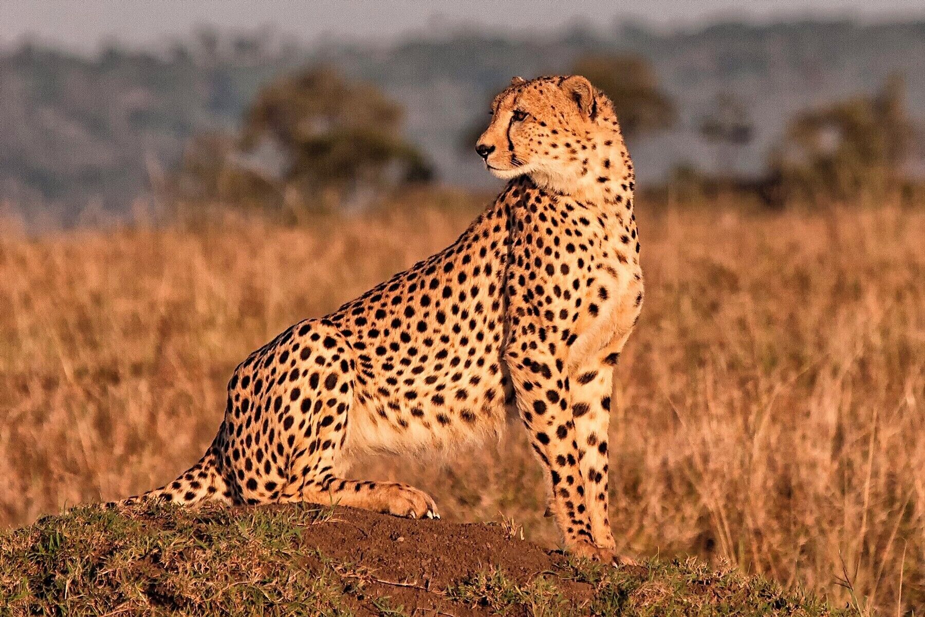 Taken early one morning back in 2007 on a trip to the Masia Mara #bvstrove