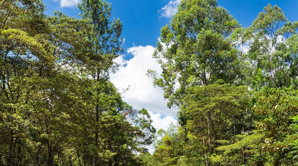 Red Karura Forest Road, Nairobi, Kenya