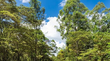 Un camino de tierra flanqueado por una vegetación verde exuberante bajo un cielo azul despejado.