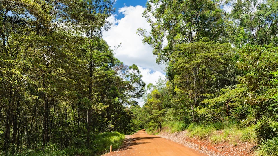 Red Karura Forest Road, Nairobi, Kenya