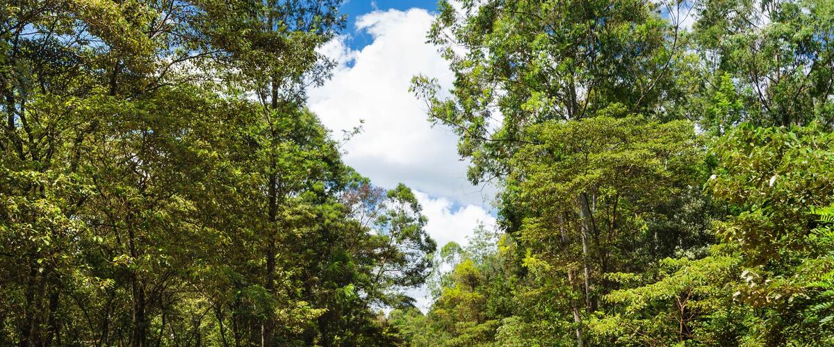 A dirt road flanked by dense green foliage under a clear blue sky.