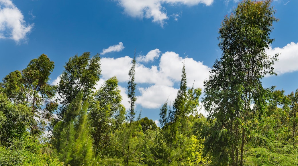 Karura Forest Path, Nairobi, Kenya