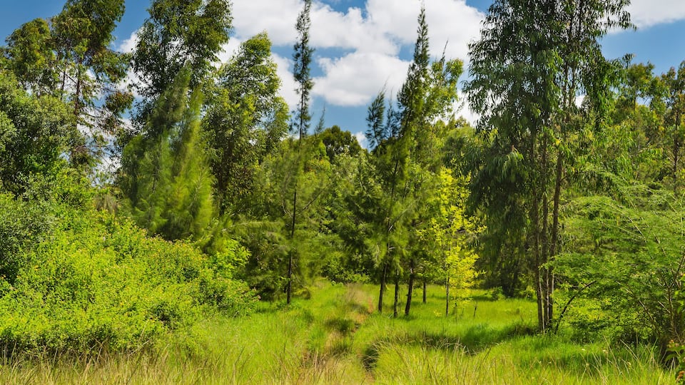 Karura Forest Path, Nairobi, Kenya
