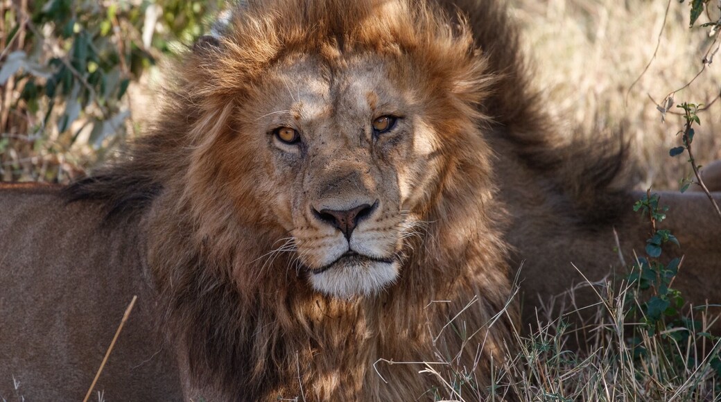 This King of the savanna lives on the Masai Mara. We found him resting in a sunlit glade and spent time just studying each other.