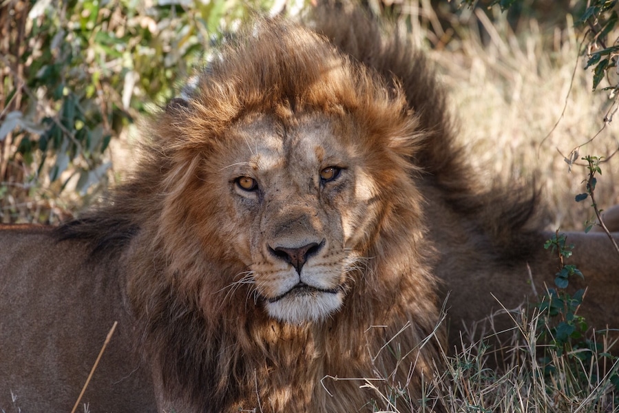 This King of the savanna lives on the Masai Mara. We found him resting in a sunlit glade and spent time just studying each other.