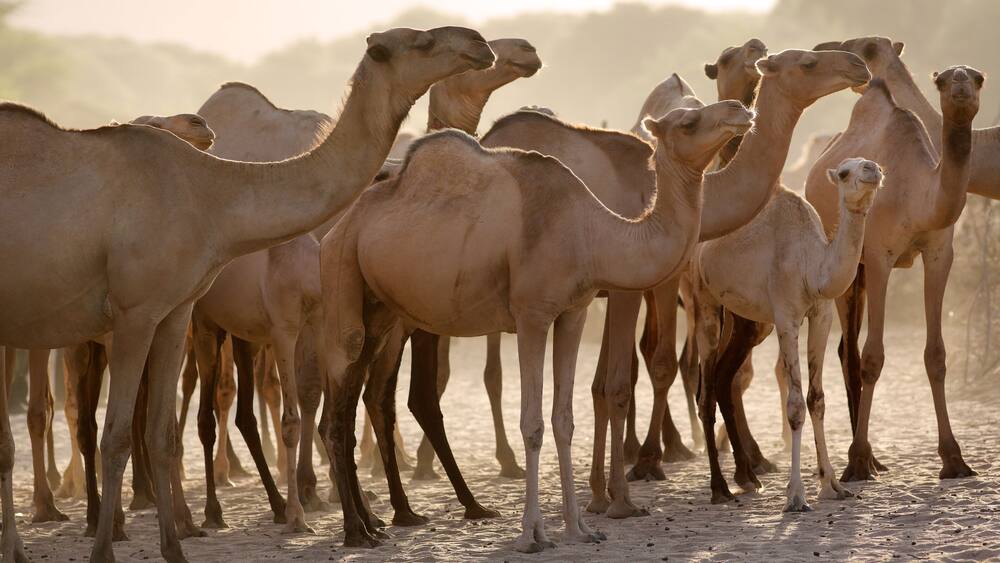 Group of camels early in the morning at sunrise in the dusty town of Maralal, Samburu District, Kenya.