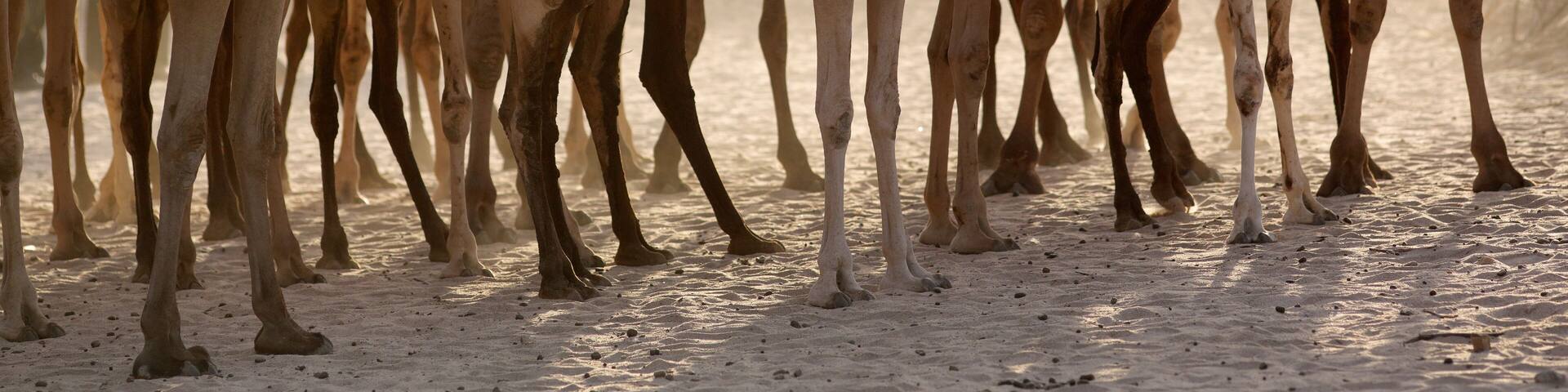Group of camels early in the morning at sunrise in the dusty town of Maralal, Samburu District, Kenya.