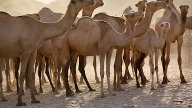 Group of camels early in the morning at sunrise in the dusty town of Maralal, Samburu District, Kenya.