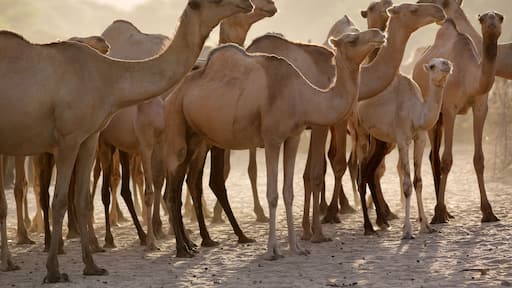 Group of camels early in the morning at sunrise in the dusty town of Maralal, Samburu District, Kenya.