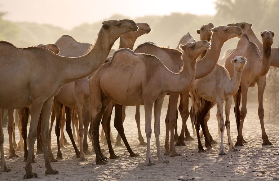 Group of camels early in the morning at sunrise in the dusty town of Maralal, Samburu District, Kenya.