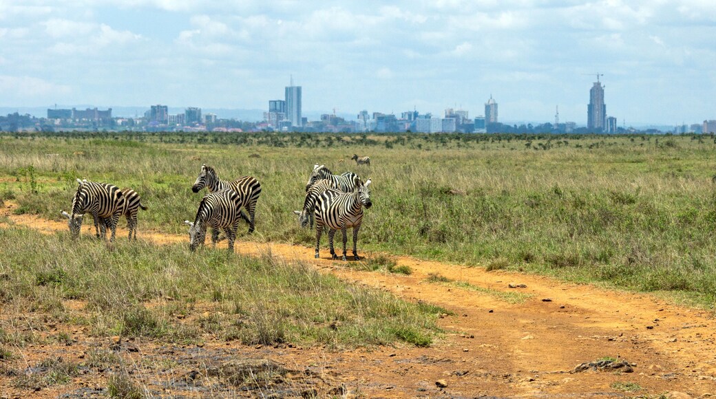 Zebras on a dirt path with a city skyline in the background.