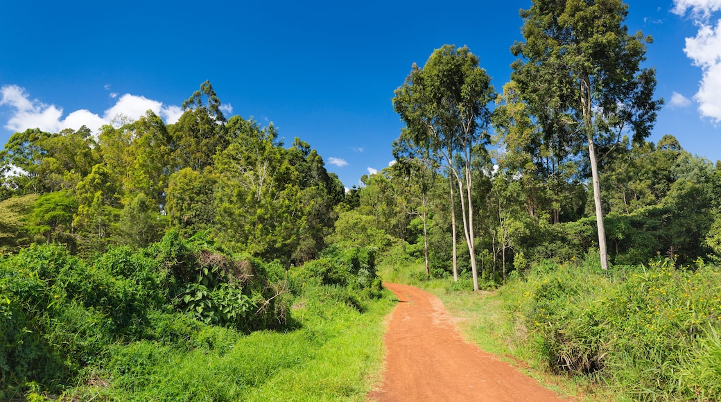 Karura Forest Roads, Nairobi, Kenya