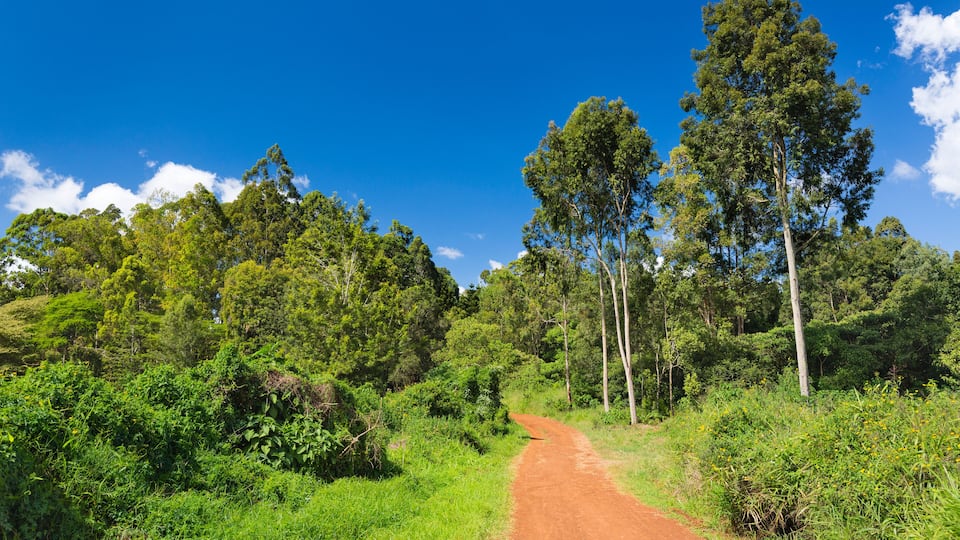 Karura Forest Roads, Nairobi, Kenya