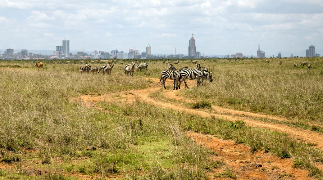 Zebra infront of Nairobi city skyline. Mankind vs. wilderness, endangered nature and world herritage concept.