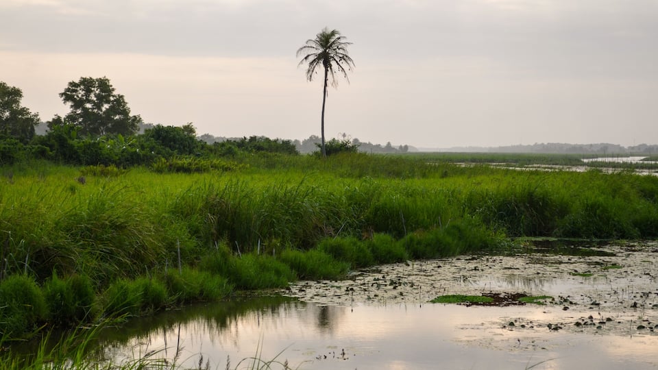 A river with a palm tree and dense green vegetation.
